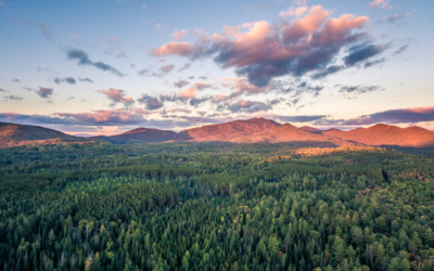 Silvania launches US Timberland Partnership to advance Nature-Based Solutions and Conservation Opportunities