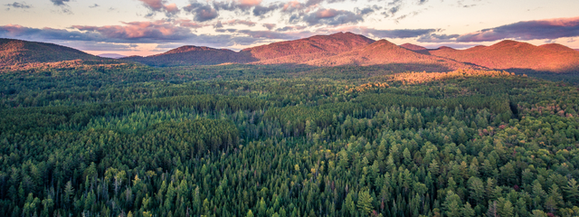 Silvania launches US Timberland Partnership to advance Nature-Based Solutions and Conservation Opportunities