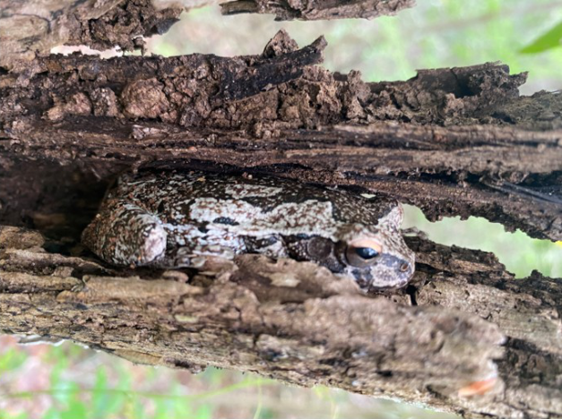 Yucatan biodiversity