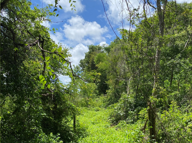 Yucatan forest