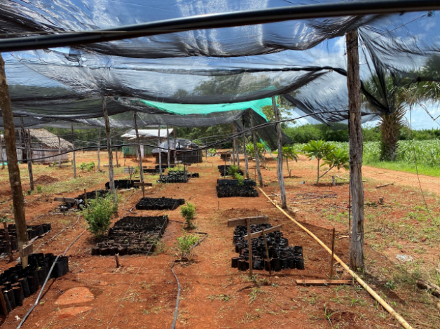 Yucatan nursery