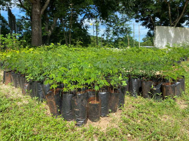 Yucatan seedlings