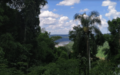 A–AA Rating for Misiones Jurisdictional REDD+ Program Marks a Milestone for High‑Integrity Carbon Markets