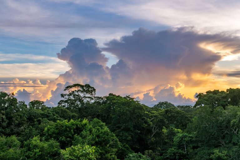 Together for Forests